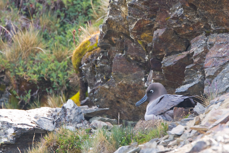 Light-Mantled Sooty Albatross On Nest